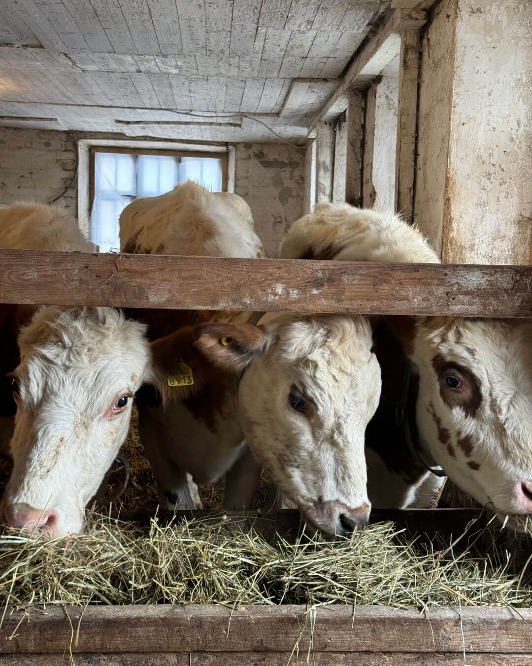 The cows at Majvik biodynamic farm in Sipoo