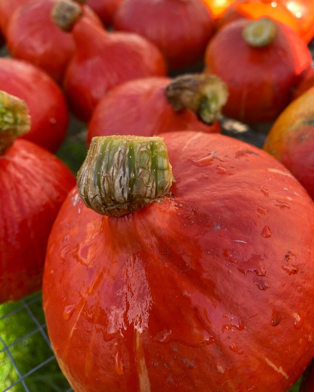 Pumpkins at Green City Farm in Helsinki