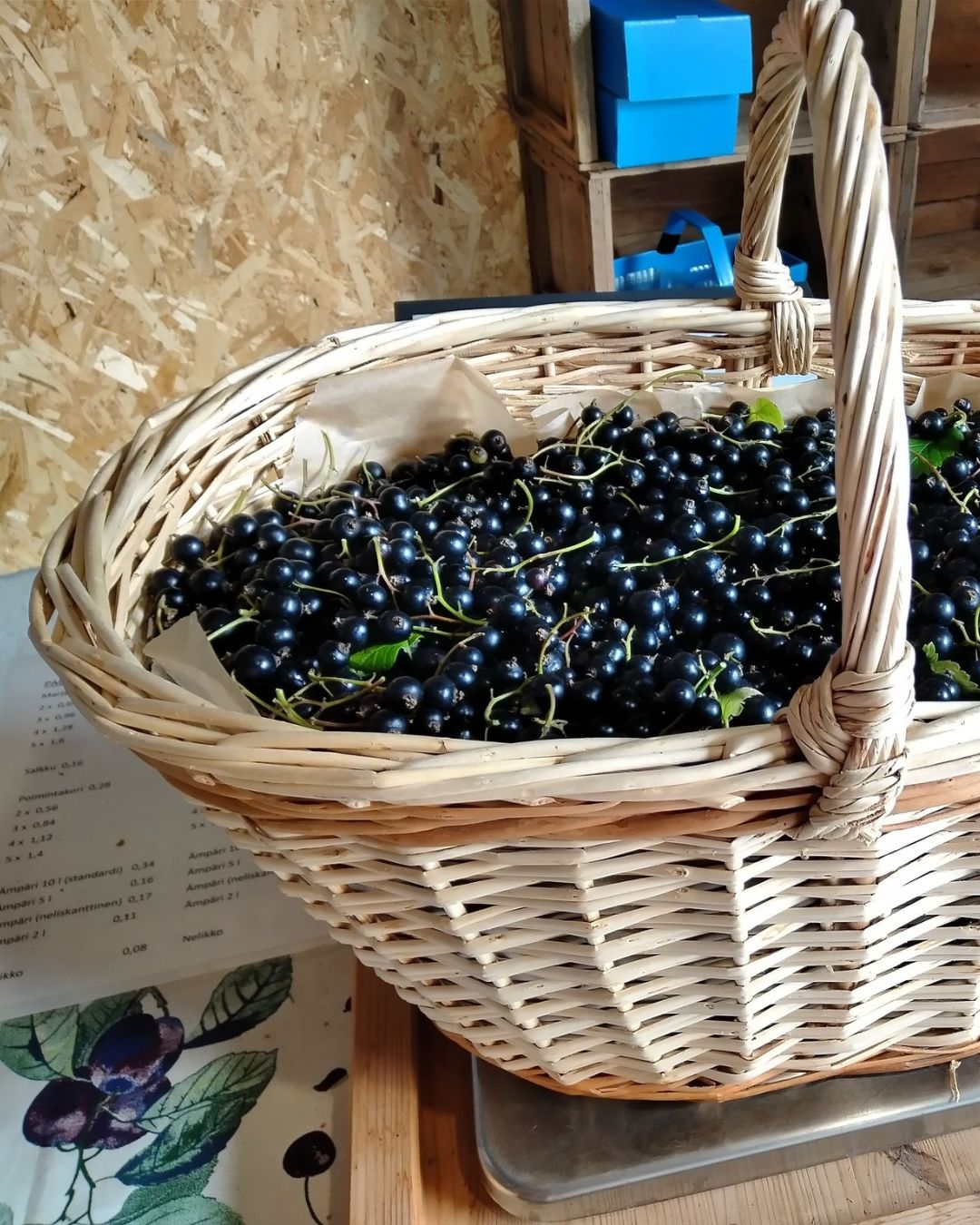Blackcurrants from Mattssonin luomumarjatila