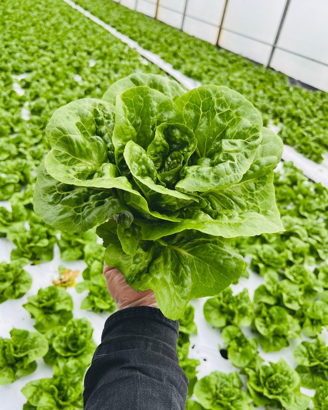 Lettuce at Ahlberg farm in Sipoo